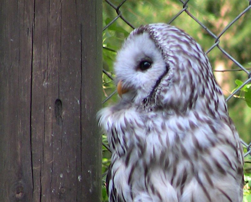 Bennas2010-0382.jpg - The Ural Owl